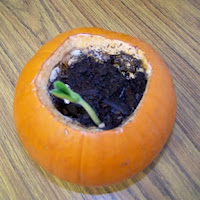 pumpkin activity