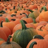 pumpkin activity border=