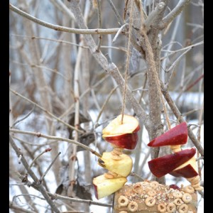 bird-feeder-title