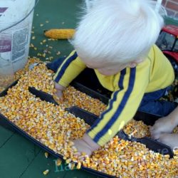 Corn Sensory Activity for Toddlers