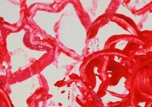 stamped heart