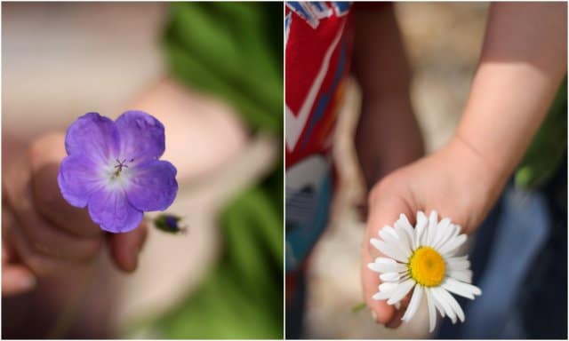 Try counting flower petals for a fun outside math activity!