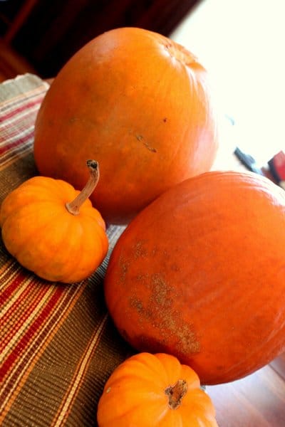 Pumpkins to make a family of pumpkin mummies