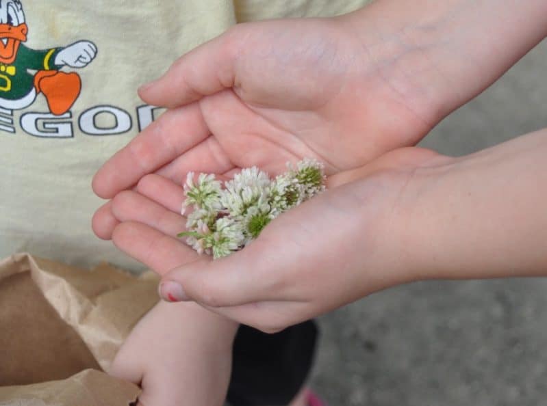 Clovers are perfect for a Nature Sensory Soup!