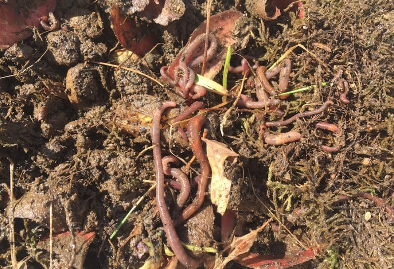 Teach your kids about vermicomposting with worms!