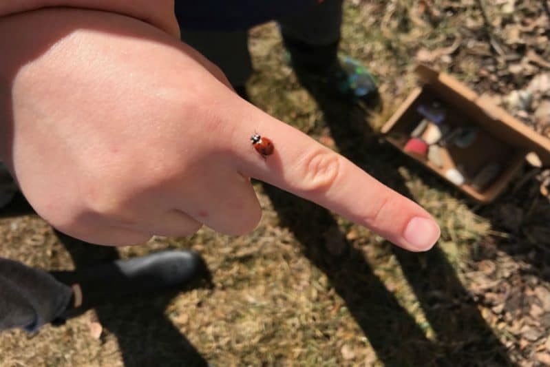 Make insect themed story stones -- inspired by our ladybug friend!
