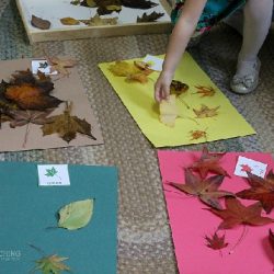 Fall Leaf Sorting- Teaching 2 and 3 Year Olds