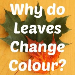 Why Leaves Change Color- How Wee Learn