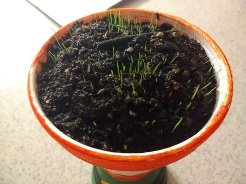 Watch your grass grow as "leprechaun hair" for your St. Patrick's Day planters