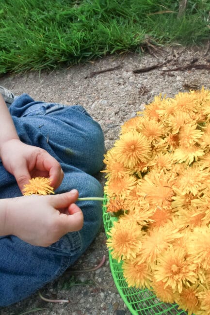 Picking dandelions and threading them into a basket. Outdoor play