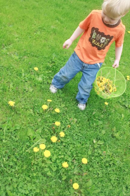 A super fun dandelion activity challenge to also get them out of your yard.