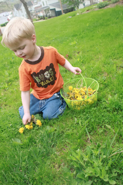 Filling a basket with as many dandelions as we can.