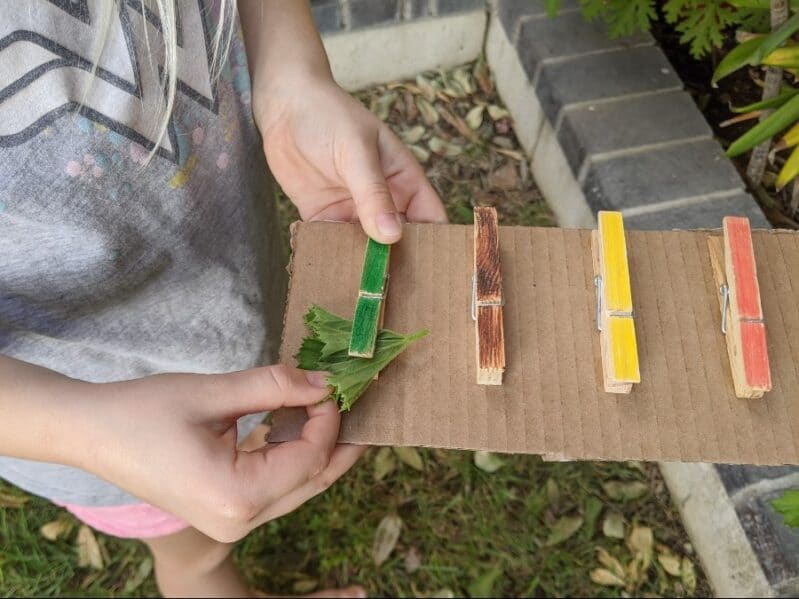 Color Practice Fine Motor Clothespin Clip Scavenger Hunt with Nature