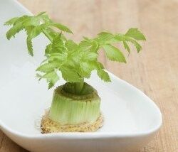 Celery Growing Experiment - Gardening Know How