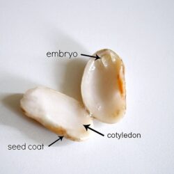 Dissect a Bean Seed - Buggy and Buddy