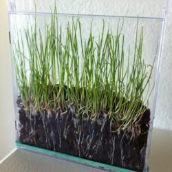 Grass in CD Case - Paper Blog