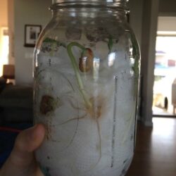 Grow Seeds in a Jar - Little Bins for Little Hands