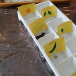 Sort and Compare Seeds - How Wee Learn