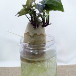 Sprouting Potatoes in a Jar - Pre-K Pages