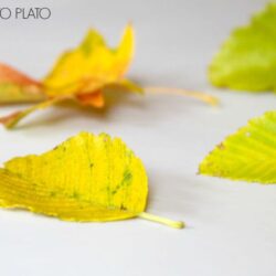 Why Leaves Change Color Experiment - Playdough to Plato