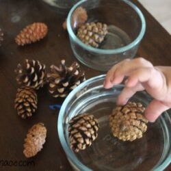 Why do Pine Cones Open and Close Experiment - Parenting Chaos