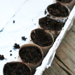 Paper Rolls Seed Starter Nature Activity