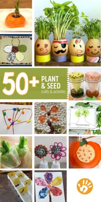 Learn, explore, and get creative with 50+ activities all about plants and seeds. From crafts, to learning and even science experiments too!