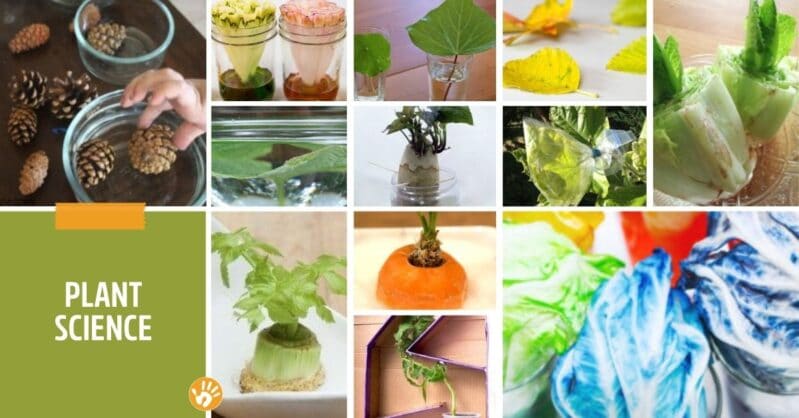 We’ve pulled together over 50 activities for kids to learn and explore plants and seeds at home using simple supplies you already have!
