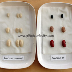 Seed Coat Experiment – Gift of Curiosity