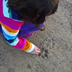 Parenting Science – Tracks and Footprints