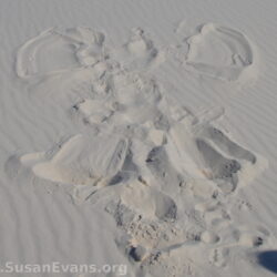 Susan Homeschool Blog – Sand Angels