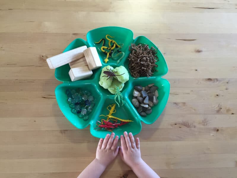 Create a Bug Exploration Tray for Kids