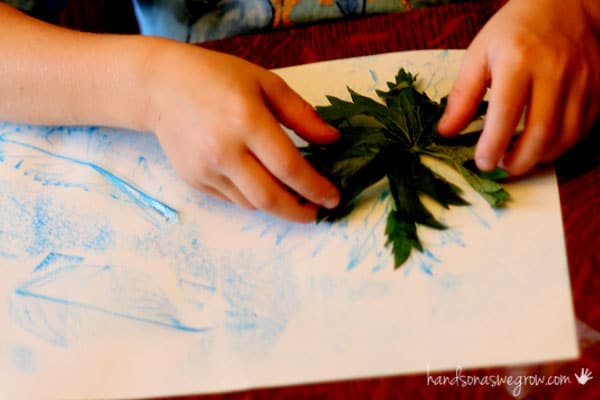 Match leaf rubbings with the leaves