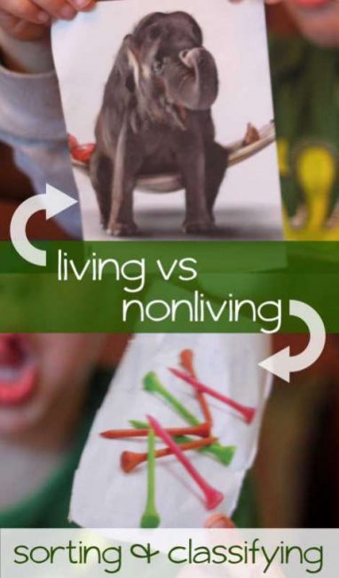 Sort pictures of living and nonliving things